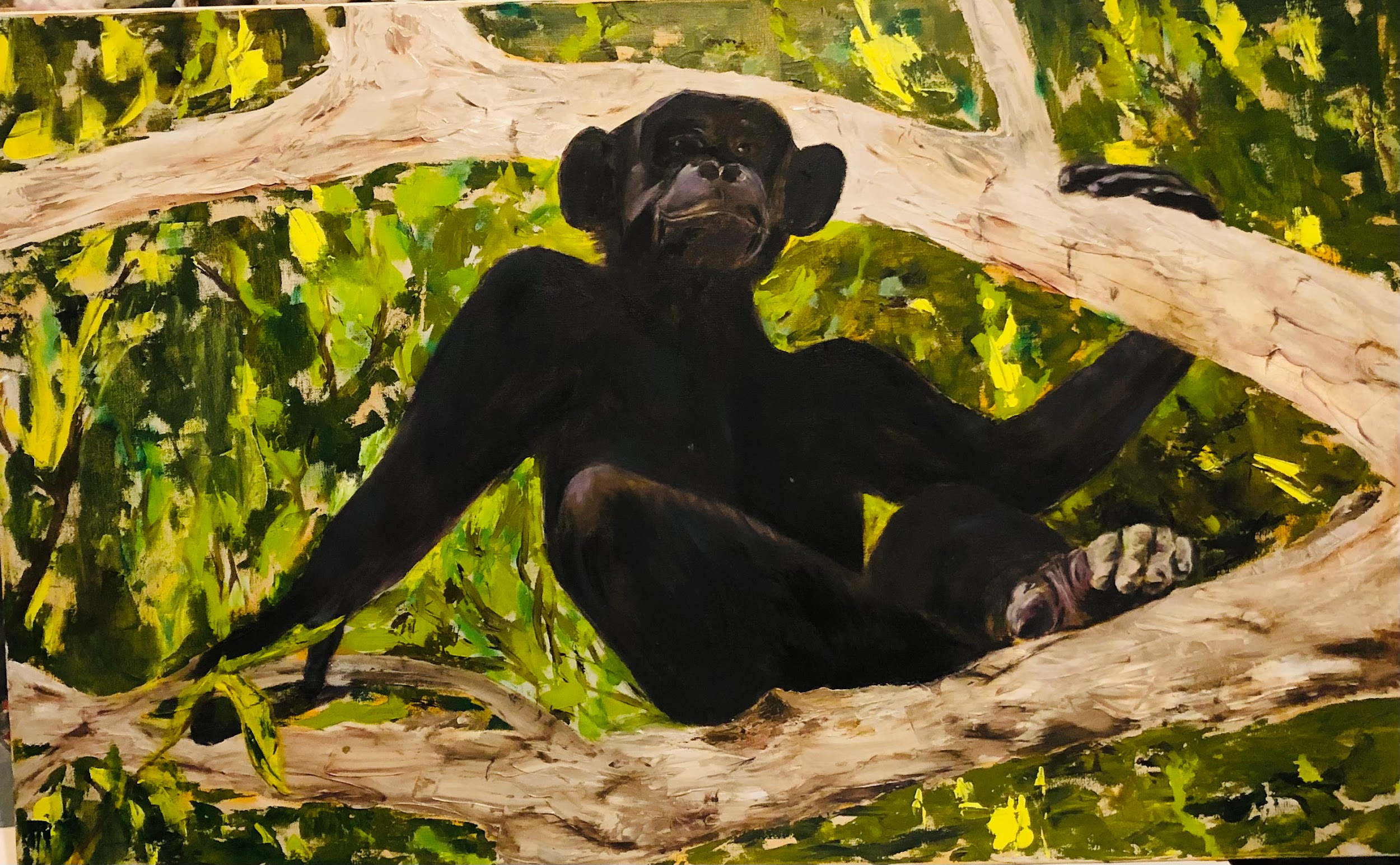 Chimp